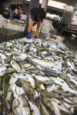 溫嶺松門水產市場驚現野生河豚交易，食品安全警鐘再響