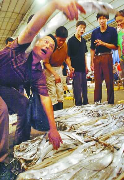 透骨新鮮第一網魚上市，漁貨市場迎來旺季